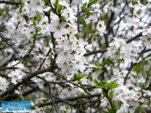 DSCN1107_wm